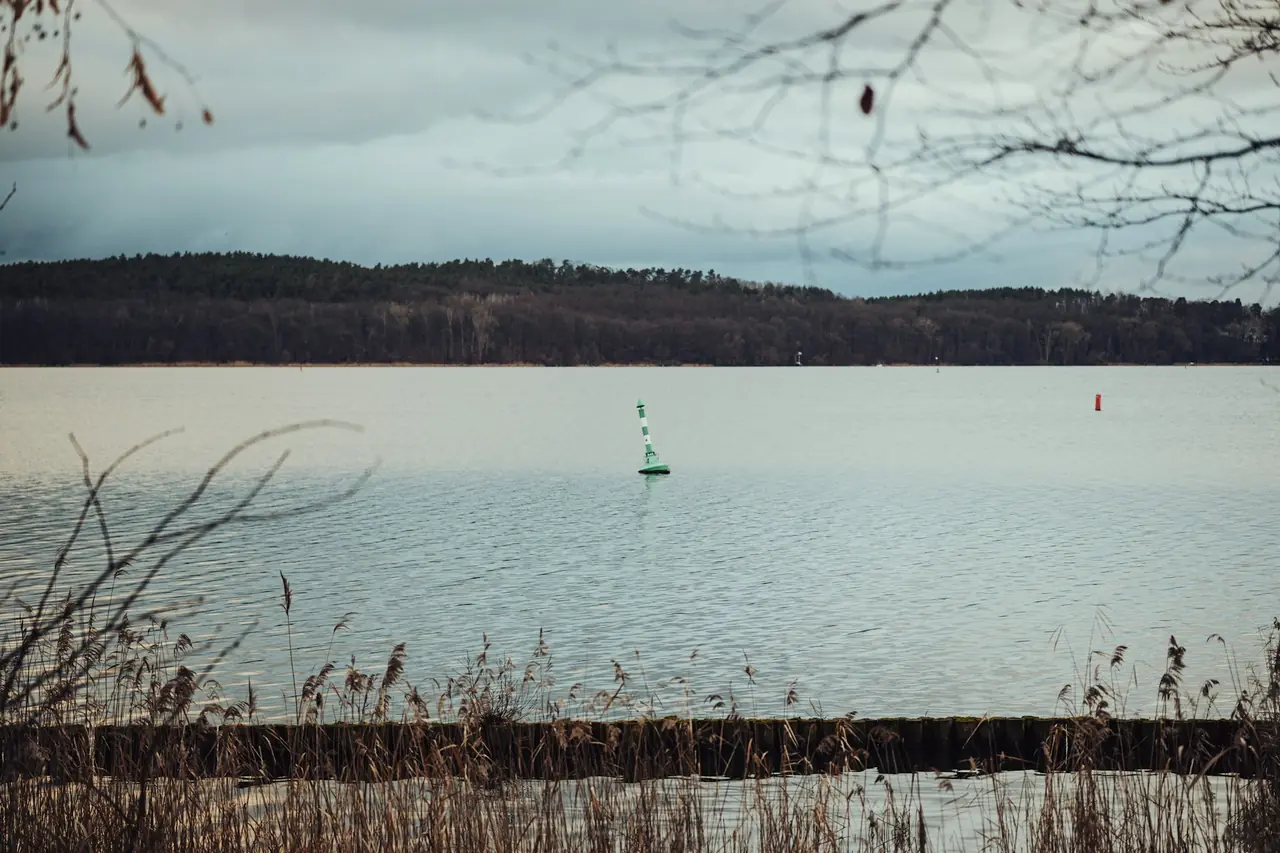 Vatten och skog i Wannsee i Berlin.