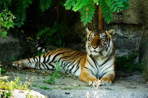 En tiger vilar på en klippa i Tierpark Berlin.