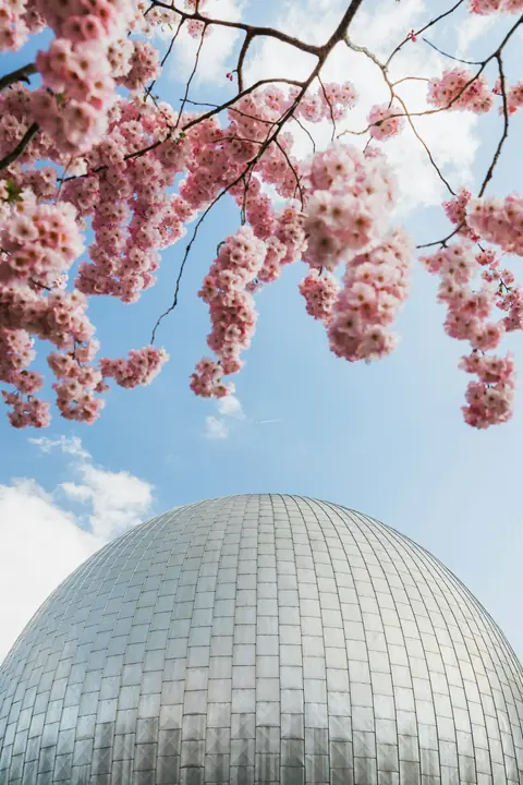 Körsbärsblom vid Zeiss-Großplanetarium i Berlin