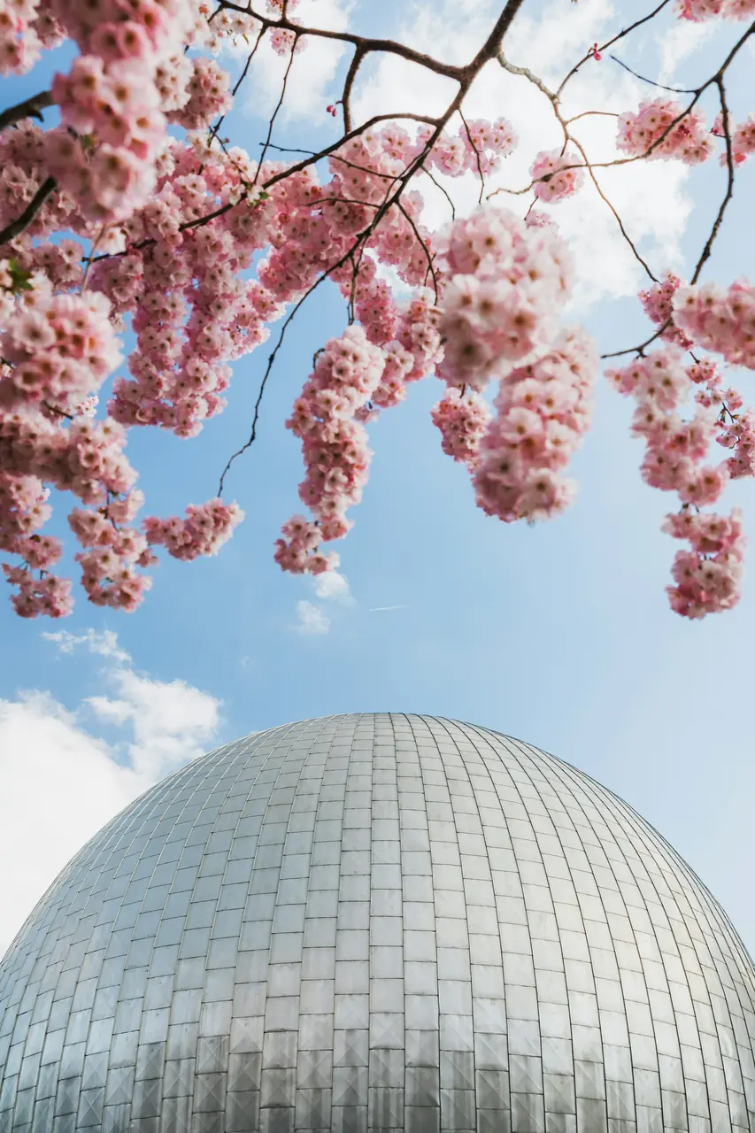 Körsbärsblom vid Zeiss-Großplanetarium i Berlin