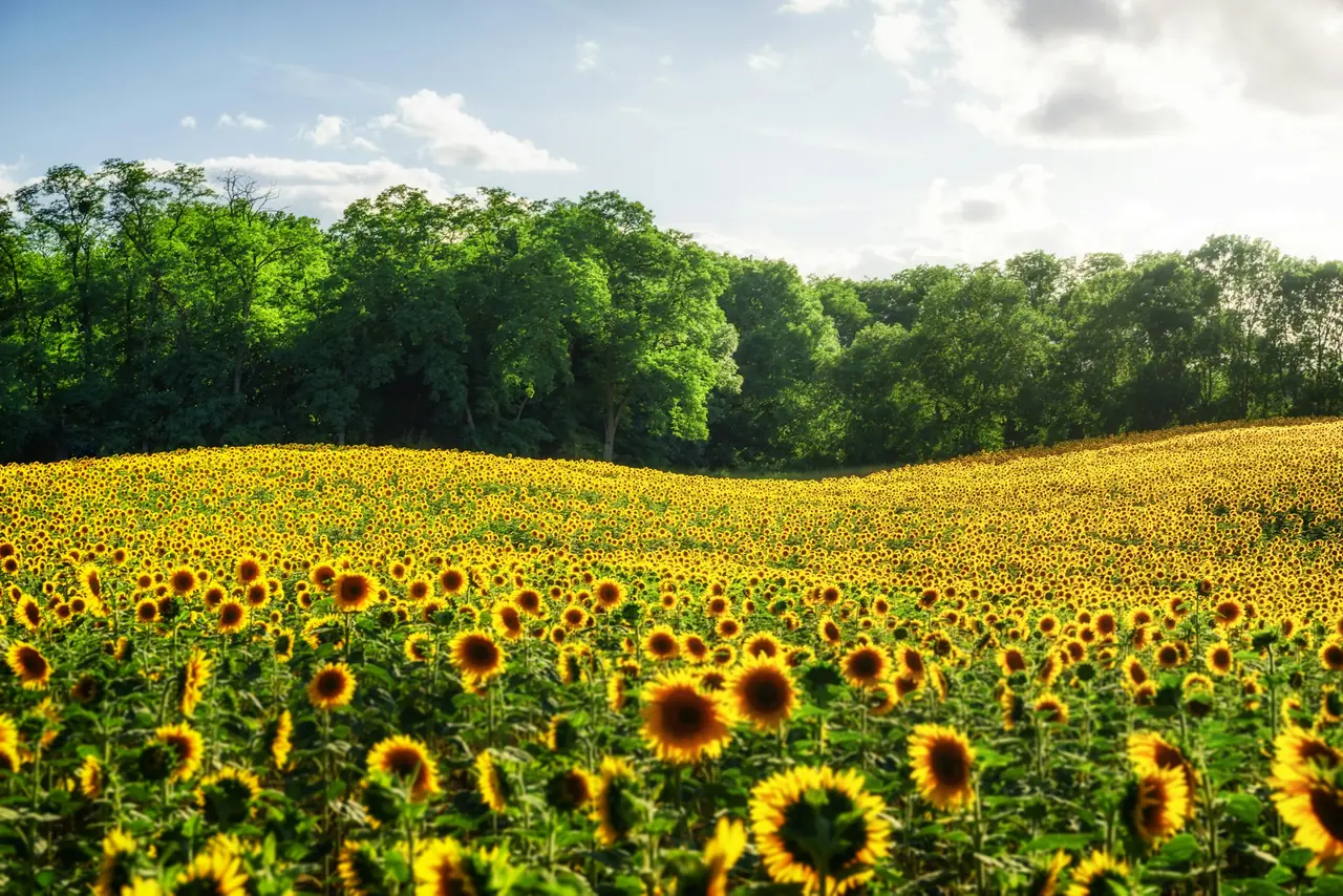 Solrosfält i Märkische Schweiz