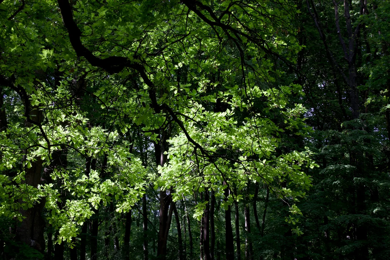 Gröna träd i Tiergarten i Berlin