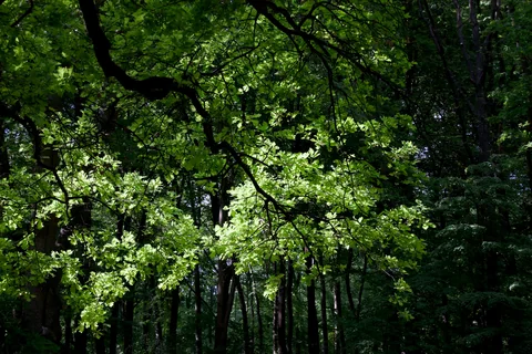 Gröna träd i Tiergarten i Berlin